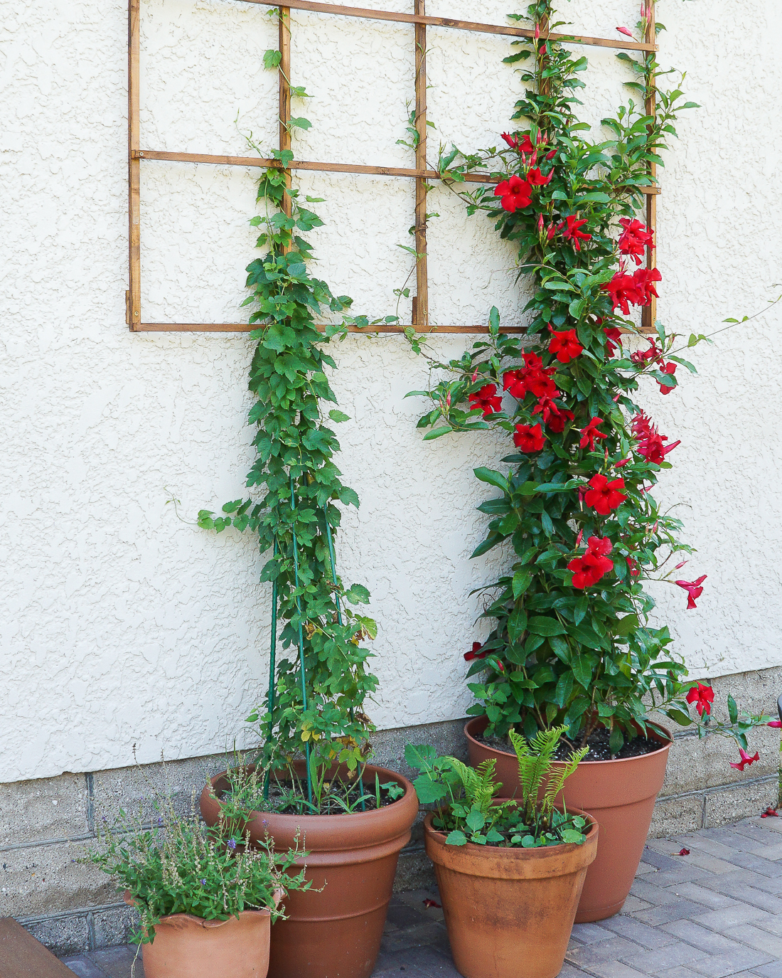 Build a Modern Grid Trellis from Garden Stakes - Francois ...